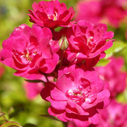 The fairy rubra Rose&nbsp;- Rosa 'The fairy rubra'