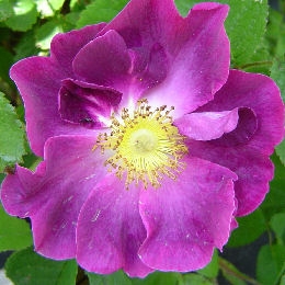 Violacea Rose&nbsp;- Rosa 'La belle sultane' or Rosa 'Violacea'