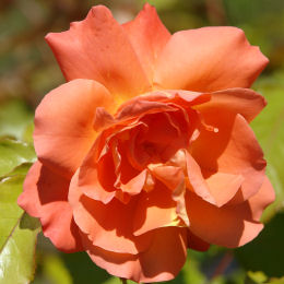 Westerland Rose&nbsp;- Rosa 'Westerland'
