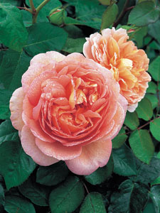 Rose Abraham Darby&reg; (Auscot)