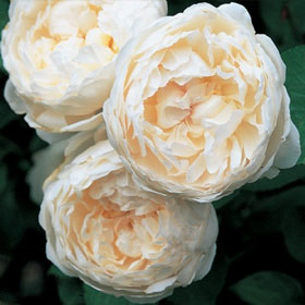 English Rose Glamis castle� (Auslevel)