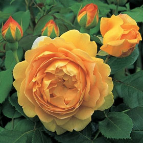 English Rose �Golden celebration�� (Ausgold)
