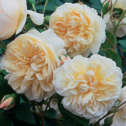 Rose Lichfield Angel (Ausrelate)