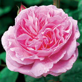 English Rose �Mary Rose�� (Ausmary)