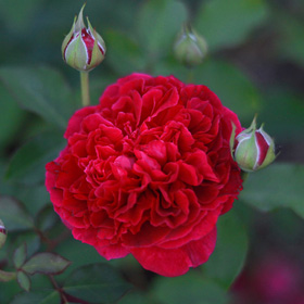 English Rose �William Shakespeare�� (Ausromeo)