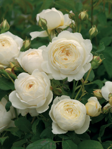 Rose Claire Austin (Ausprior)