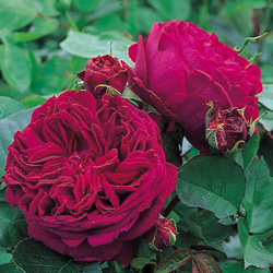 Rose Falstaff Climbing (Ausverse)