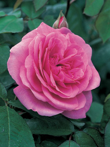 Rose Gertrude Jekyll&reg; (Ausbord)