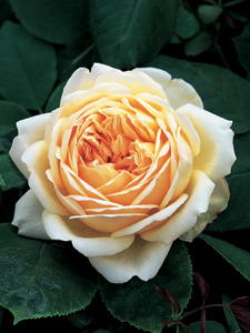 Rose Jude The Obscure (Ausjo)