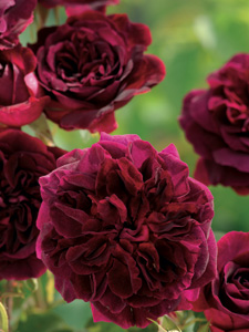 Rose Munstead Wood (Ausbernard)
