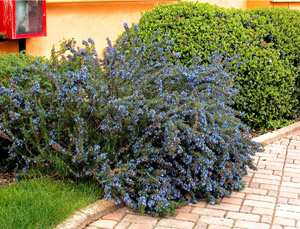 Rosemary prostratus - Rosmarinus officinalis 'Prostratus'