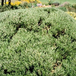 Rosemary - Rosmarinus officinalis
