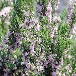 Rosemary - Rosmarinus officinalis