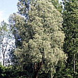 White Willow or Silver Willow - Salix alba
