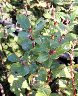 Eared Willow - Salix aurita
