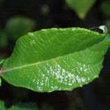 Eared Willow - Salix aurita
