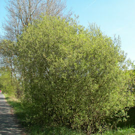 Goat Willow - Salix caprea