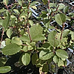 Goat Willow - Salix caprea - D�tail des feuilles