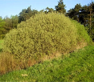 Grey Willow - Salix cinerea