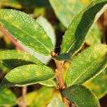Grey Willow - Salix cinerea