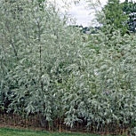 Coyote Willow - Salix exigua