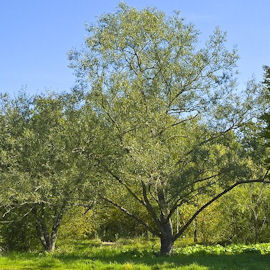 Crack Willow - Salix fragilis