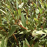 Crack Willow - Salix fragilis