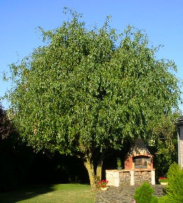 Corkscrew Weeping Willow - Salix babylonica pekinensis 'tortuosa'