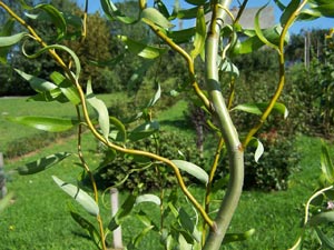 Corkscrew Weeping Willow - Salix babylonica pekinensis 'tortuosa'