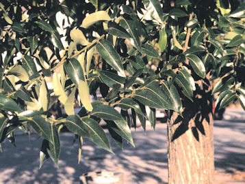 Laurel Willow - Salix pentandra ou salix laurifolia