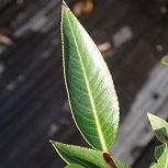 Laurel Willow - Salix pentandra ou salix laurifolia