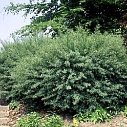 Dwarf Purple Willow - Salix purpurea 'nana' ou Salix purpurea 'fragilis'