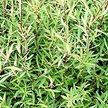 Dwarf Purple Willow - Salix purpurea 'nana' ou Salix purpurea 'fragilis'