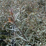 Dwarf Purple Willow - Salix purpurea 'nana' ou Salix purpurea 'fragilis'