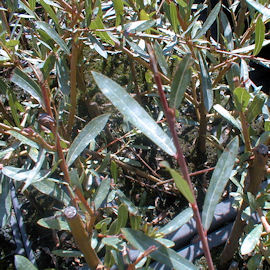 Purple Willow or Red Osier - Salix purpurea