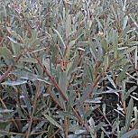 Purple Willow or Red Osier - Salix purpurea