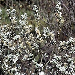 Creeping Willow - Salix repens or Salix repens 'Argentea'