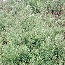 Rosemary-leaved willow - Salix rosmarinifolia