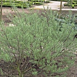Rosemary-leaved willow - Salix rosmarinifolia