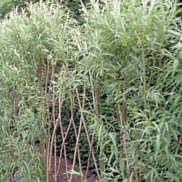 Basket Willow or Cane Osier or Green Willow - Salix viminalis
