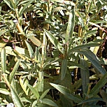Basket Willow or Cane Osier or Green Willow - Salix viminalis