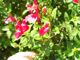 Baby Sage - Salvia grahamii