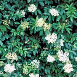 Elderberry - Sambucus