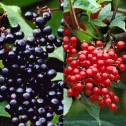 Elderberry - Sambucus