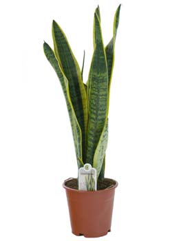 Sansevieria �Laurentii�, mother in law�s tongue - Sansevieria trifasciata 'Laurentii' - Indoor Plants