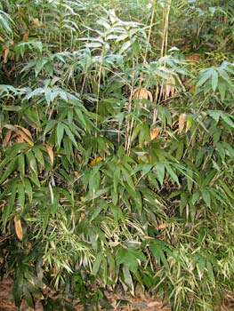 Sasa kurilensis