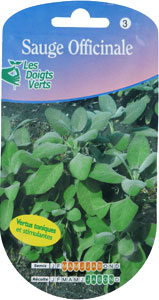 Sage - Salvia officinalis