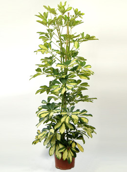 Schefflera Dalton - Schefflera Dalton - Indoor Plants