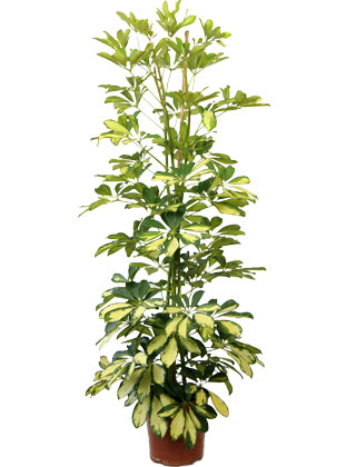 Schefflera Dalton - Pot D. 21 cm - Schefflera Dalton - Indoor plant