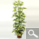 Schefflera Dalton - plante d'int�rieur